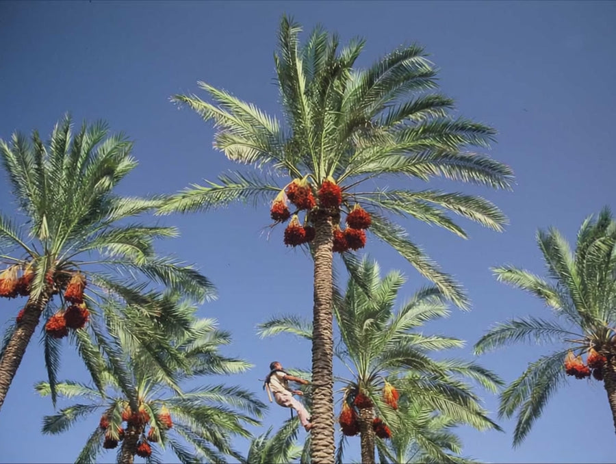 The Palm Trees in Wadi Gaza